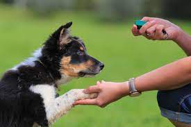 clicker training for dogs