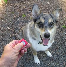 Using a clicker to train a dog