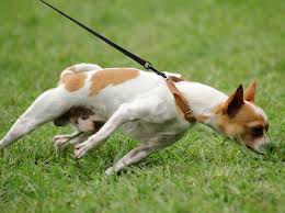 Pulling on leash may damage dog's trachea
