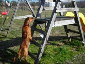 Agility for dogs