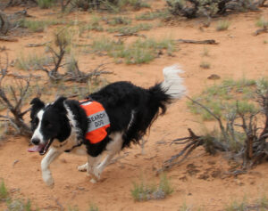 K9 Search and Rescue--dog searching