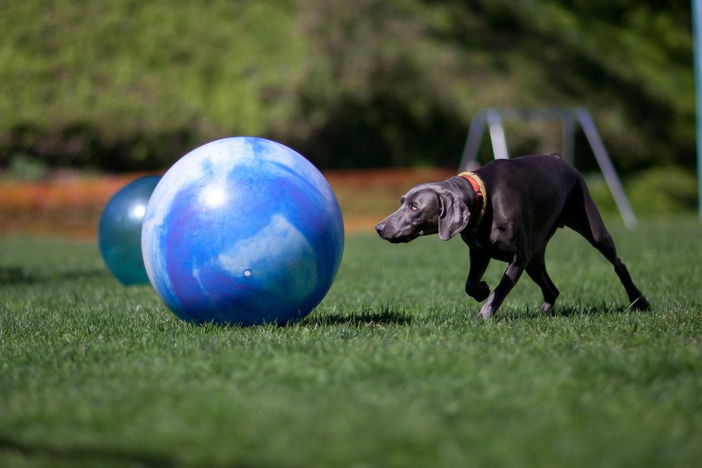 dog pushing ball in urban herding