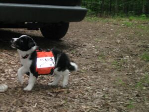 SAR puppy trying on vest